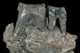 Fossil Rhino (Stephanorhinus) Jaw Section - Germany #87474-3